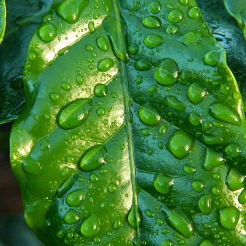 Close up of a green leaf with dew drops symbolizing clarity